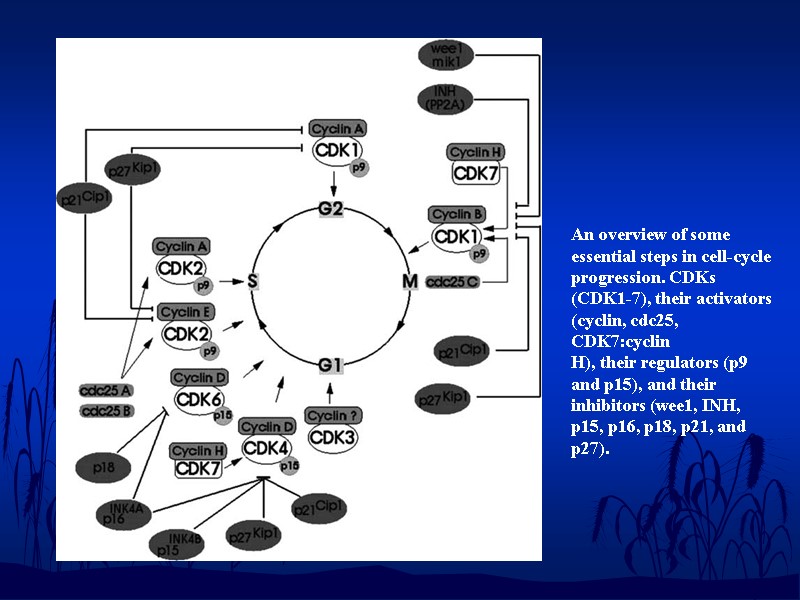 An overview of some essential steps in cell-cycle progression. CDKs (CDK1-7), their activators (cyclin,